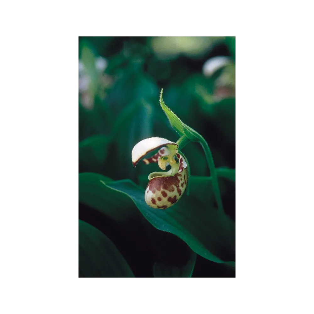 Alaska Single Essence – Frauenschuh (Cypripedium passerinum) 7,4 ml