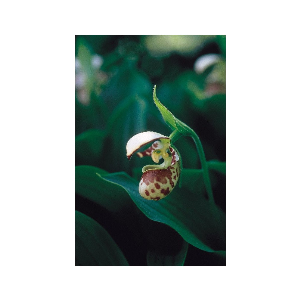 Alaska Single Essence – Nördlicher Frauenschuh (Cypripedium passerinum) 7,4 ml