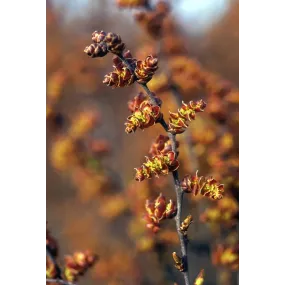 Esencia única de Alaska -...