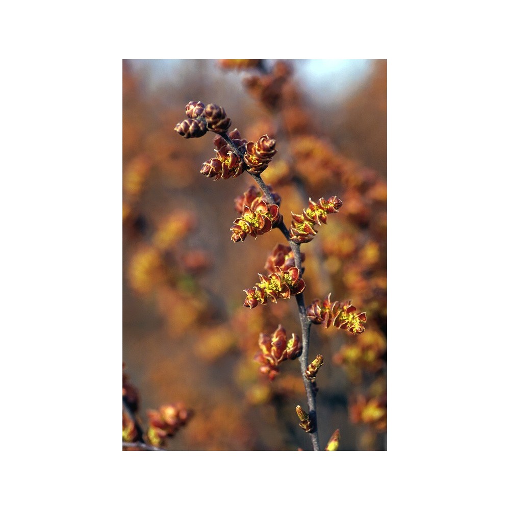 Alaska Single Essence - Sweetgale (Myrica gale) 7.4 ml