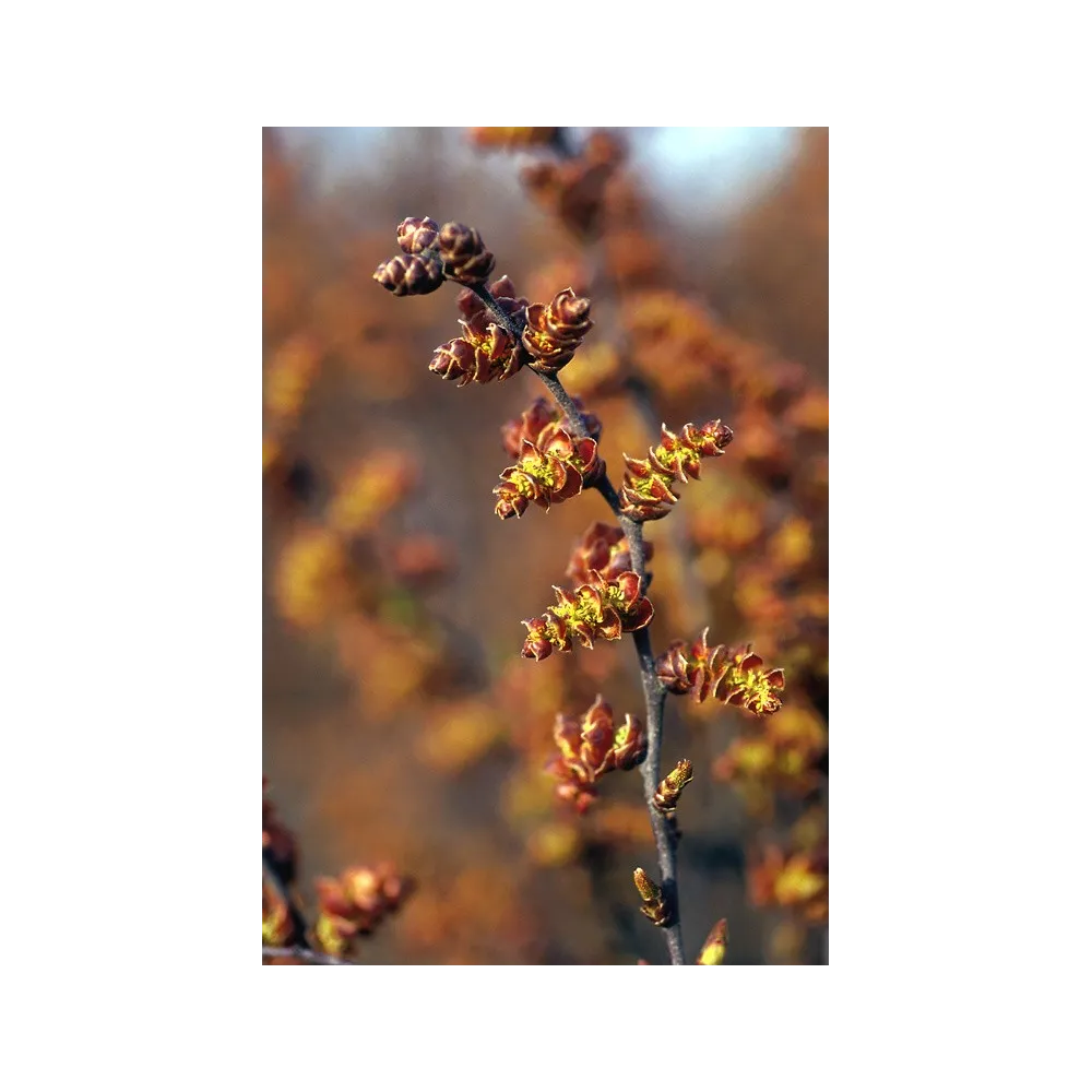 Essence simple d'Alaska - Myrica gale (Myrica gale) 7,4 ml