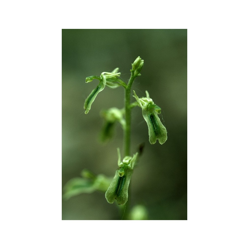 Essenza Singola dell'Alaska - Northern Twayblade (Listera borealis) 7,4 ml