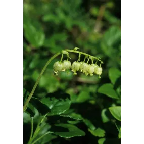 Esencia única de Alaska - Gaulteria unilateral (Pyrola secunda) 7,4 ml