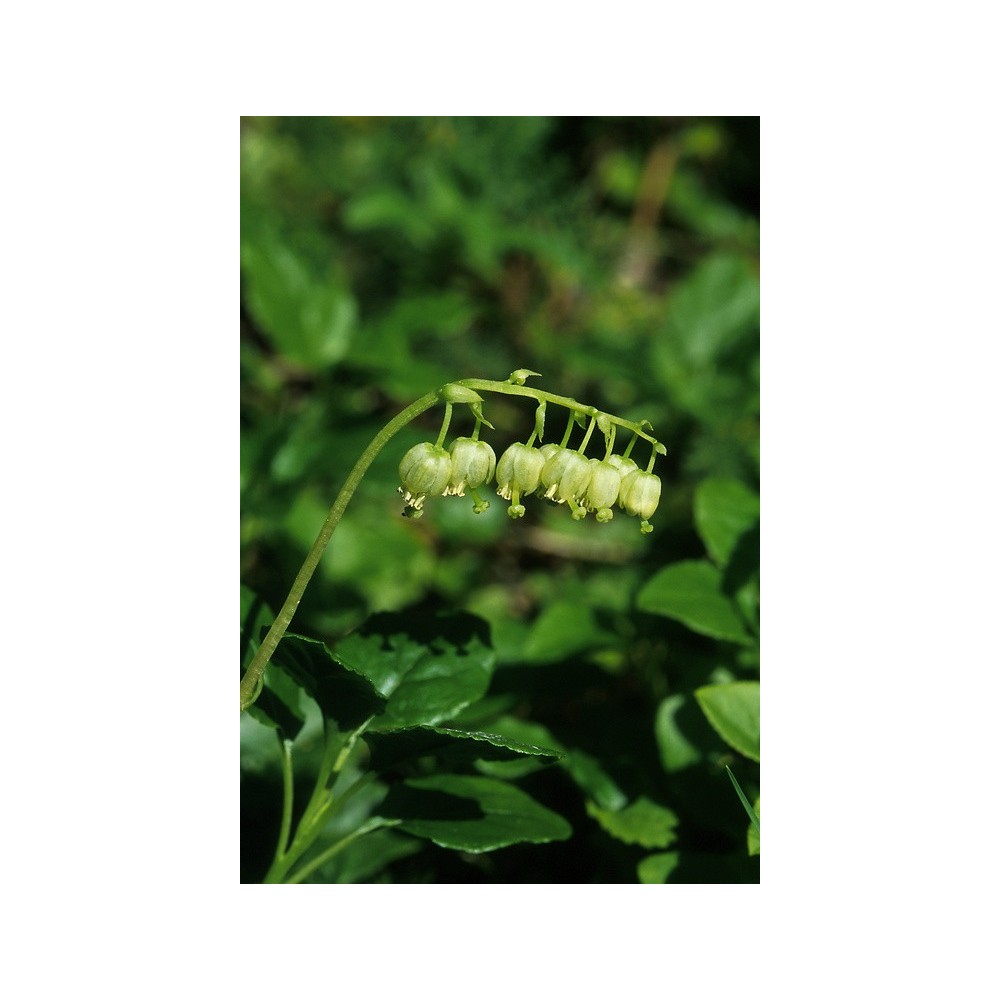 Alaska Single Essence - Gaulthérie unilatérale (Pyrola secunda) 7,4 ml