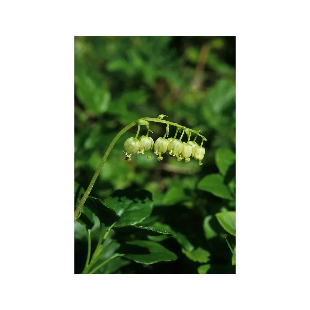 Alaska Single Essence - Menthe verte (Pyrola secunda) 7,4 ml