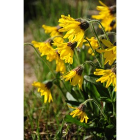 Esencia única Alaska - Árnica alpina (Arnica alpina) 7,4 ml