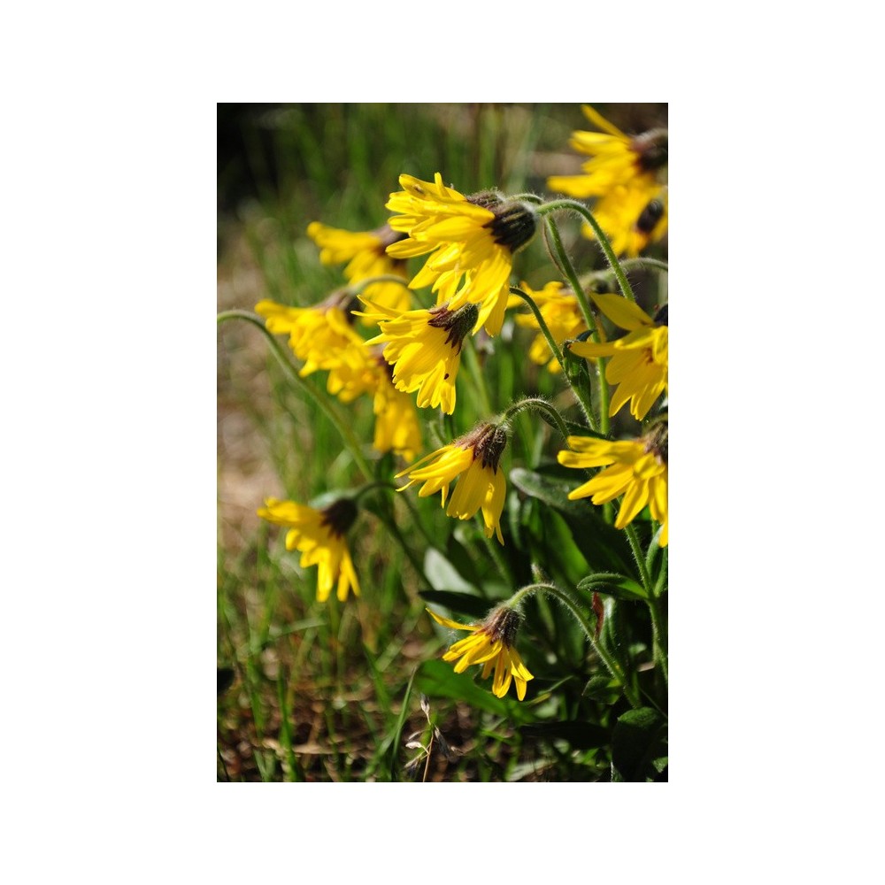 Esencia única Alaska - Árnica alpina (Arnica alpina) 7,4 ml