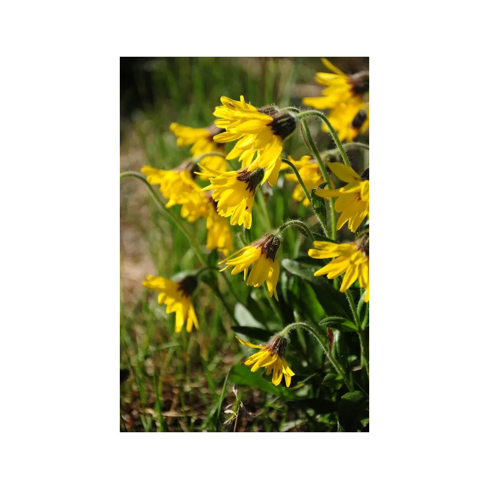 Esencia única de Alaska - Árnica alpina (Arnica alpina) 7,4 ml