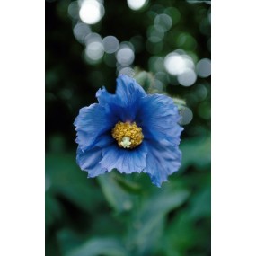 Alaska Single Essence – Blauer Mohn (Meconopsis grandis) 7,4 ml