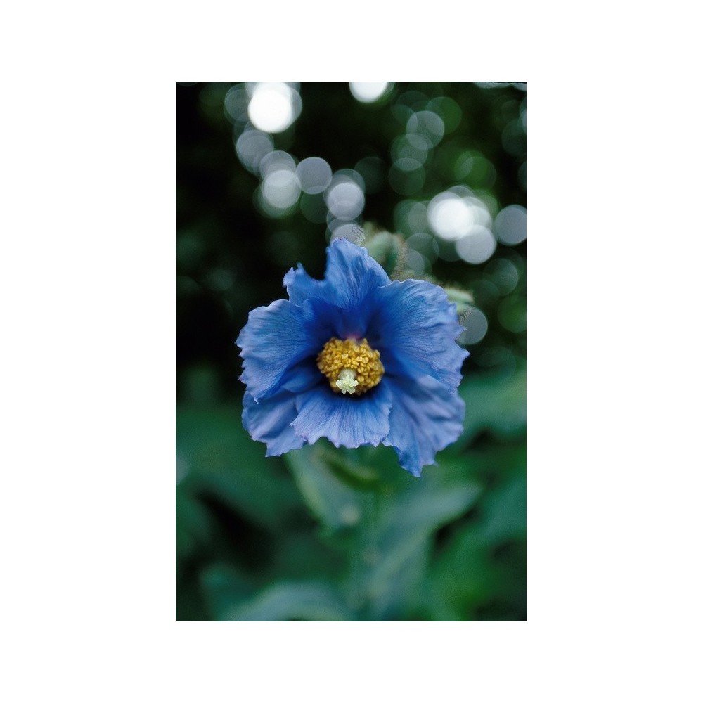 Alaska Single Essence - Blue Poppy (Meconopsis grandis) 7.4 ml