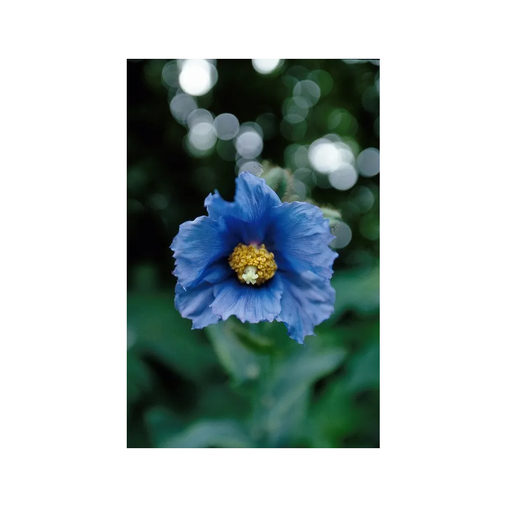 Esencia única de Alaska - Amapola azul (Meconopsis grandis) 7,4 ml