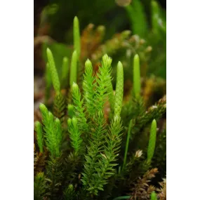 Alaska Single Essence –...