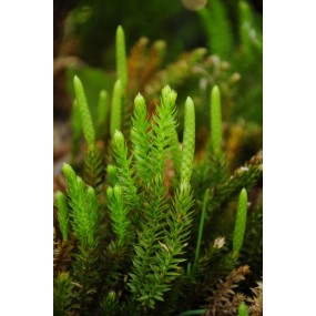 Alaska Single Essence - Club Moss (Lycopodium annotinum) 7.4 ml
