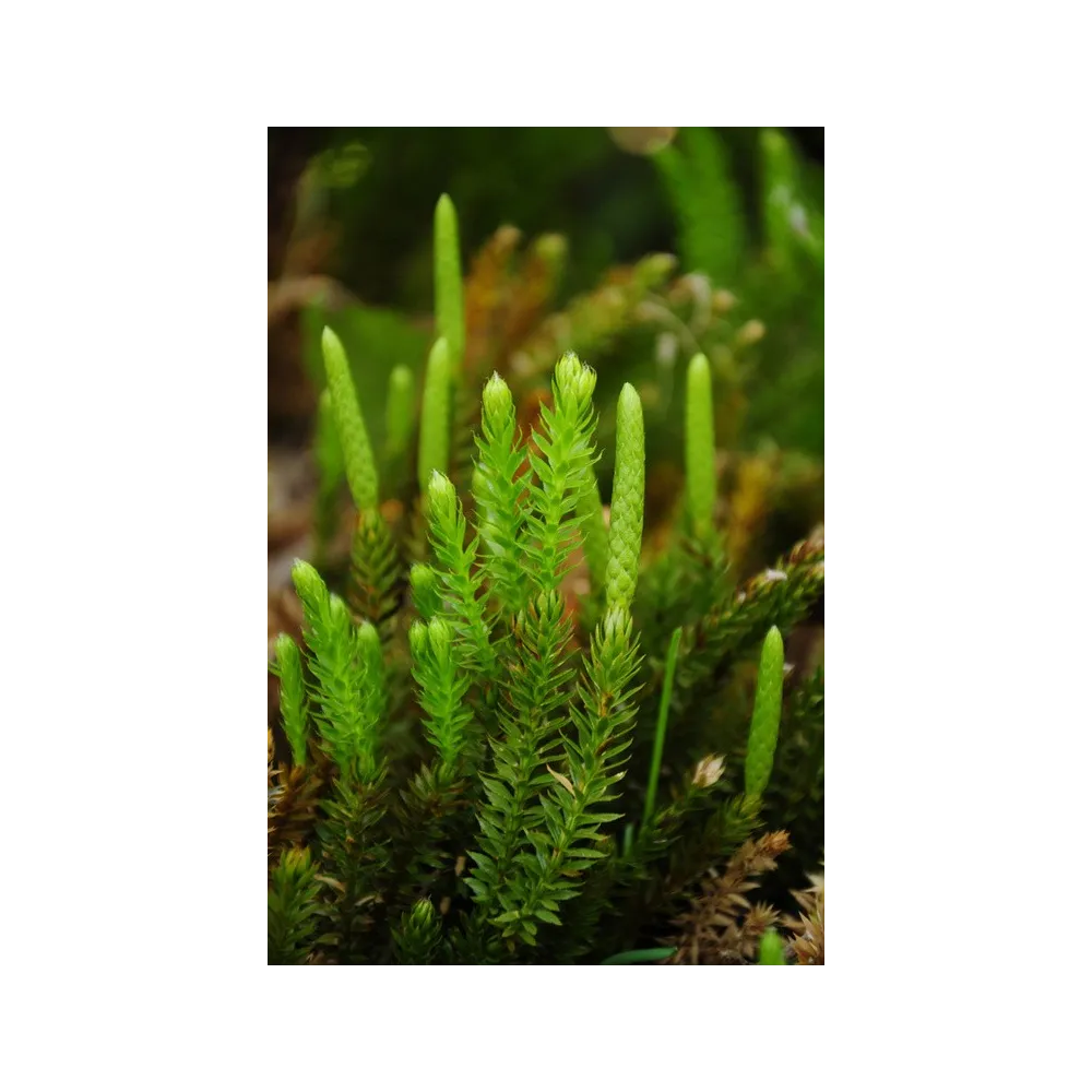 Alaska Single Essence – Bärlapp (Lycopodium annotinum) 7,4 ml