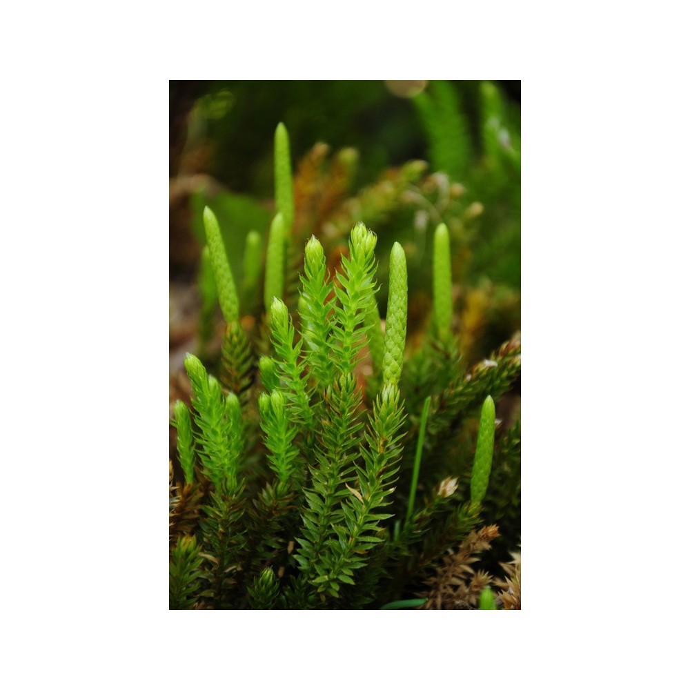 Alaska Single Essence - Club Moss (Lycopodium annotinum) 7.4 ml