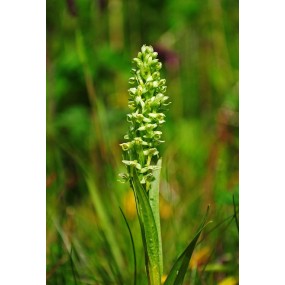 Alaska Single Essence - Northern Green Orchid (Platanthera hyperborea) 7.4 ml
