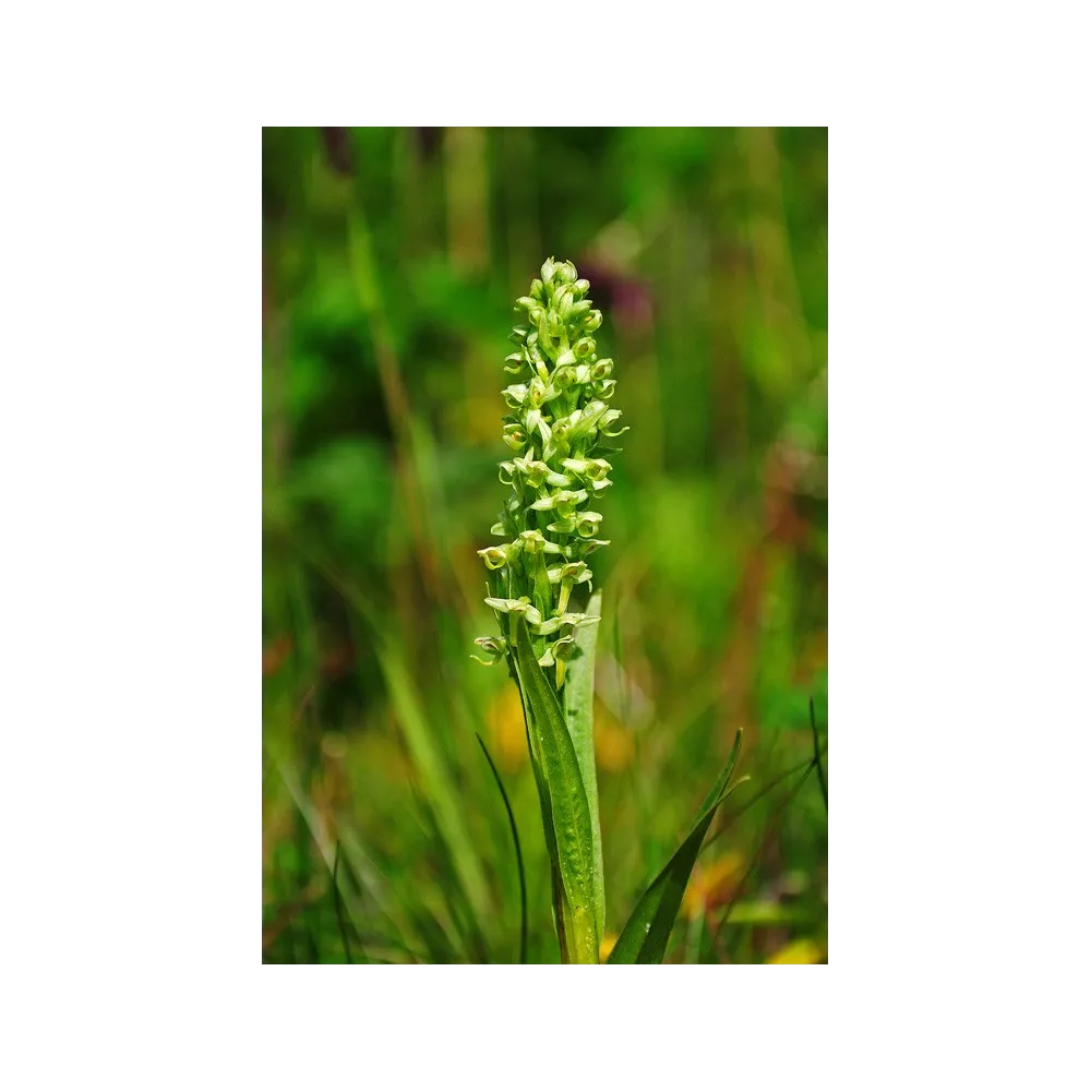 Alaska Single Essence – Nordische Grüne Orchidee (Platanthera hyperborea) 7,4 ml