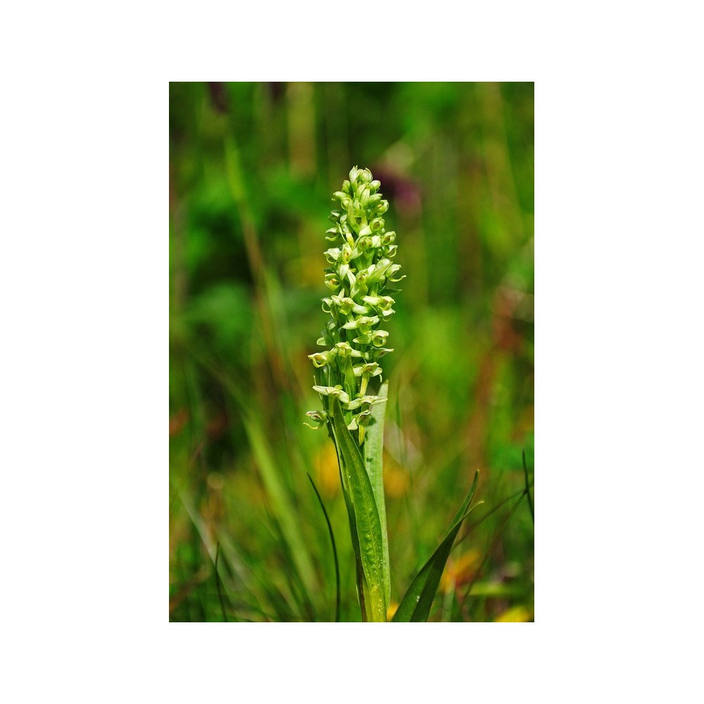 Esencia única de Alaska - Orquídea verde del norte (Platanthera hyperborea)  7,4 ml