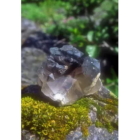 Alaska Single Essence -...