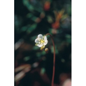 Alaska Single Essence - Round-Leaved Sundew (Drosera rotundifolia) 7.4 ml