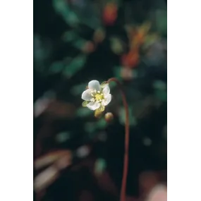 Essence simple d'Alaska - Droséra à feuilles rondes (Drosera rotundifolia) 7,4 ml