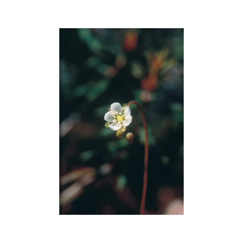 Esencia única de Alaska - Drosera rotundifolia (7,4 ml)