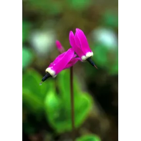 Alaska Single Essence –...