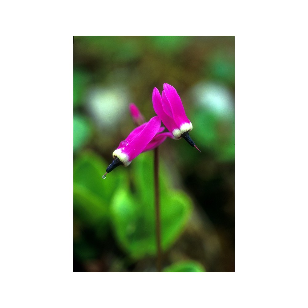 Alaska Single Essence - Étoile filante (Dodecatheon frigidum) 7,4 ml