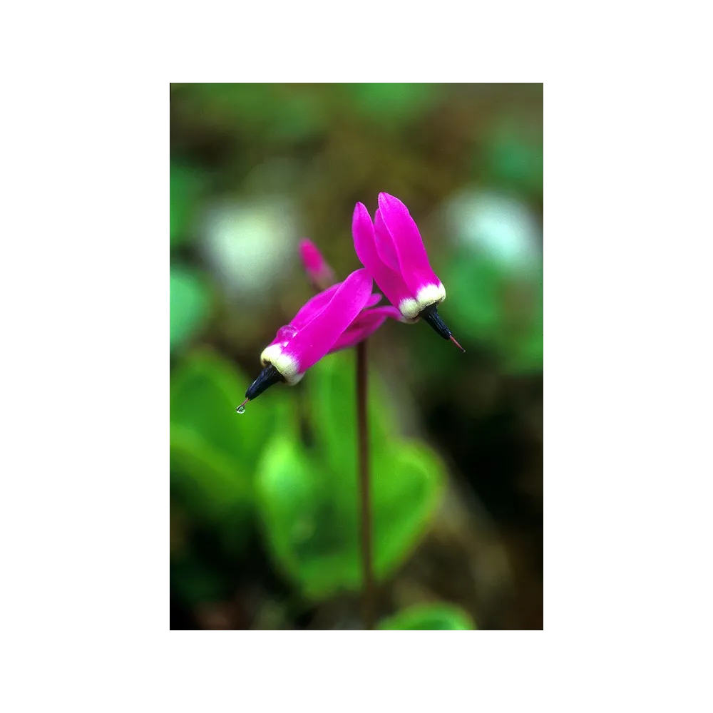 Alaska Single Essence – Sternschnuppe (Dodecatheon frigidum) 7,4 ml