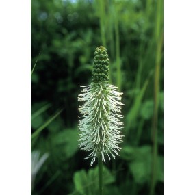 Alaska Single Essence – Sitka Burnett (Sanguisorba stricta) 7,4 ml