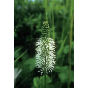 Esencia única de Alaska -...
