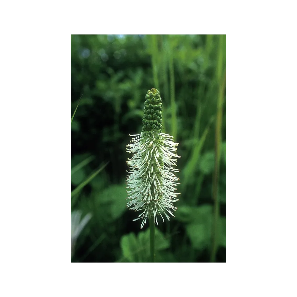 Esencia única de Alaska - Pimpinela Sitka (Sanguisorba stipulata) 7,4 ml