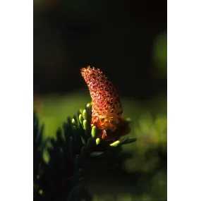 Essence unique d'Alaska -...