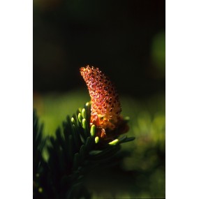 Essenza Singola dell'Alaska - Sitka Spruce Pollen (Picea sitchensis) 7,4 ml