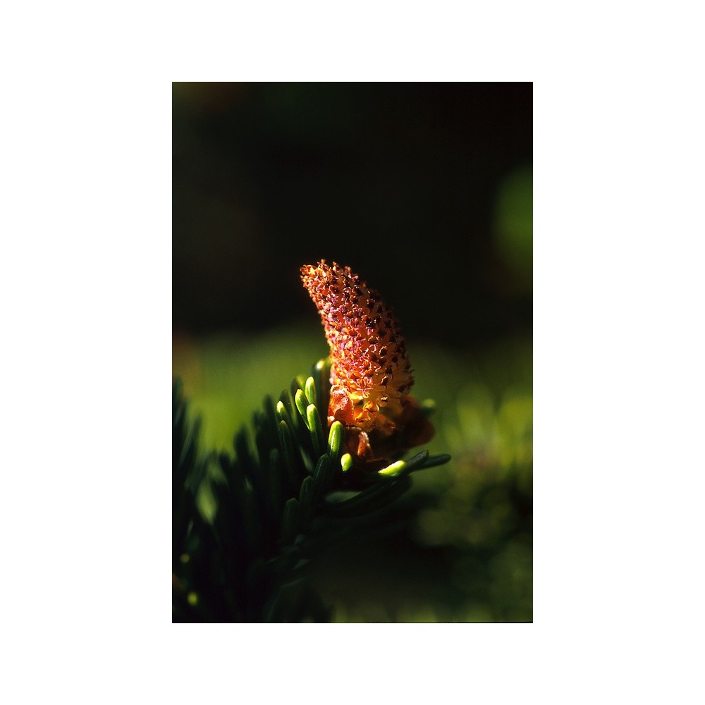 Alaska Single Essence - Sitka Spruce Pollen (Picea sitchensis) 7.4 ml