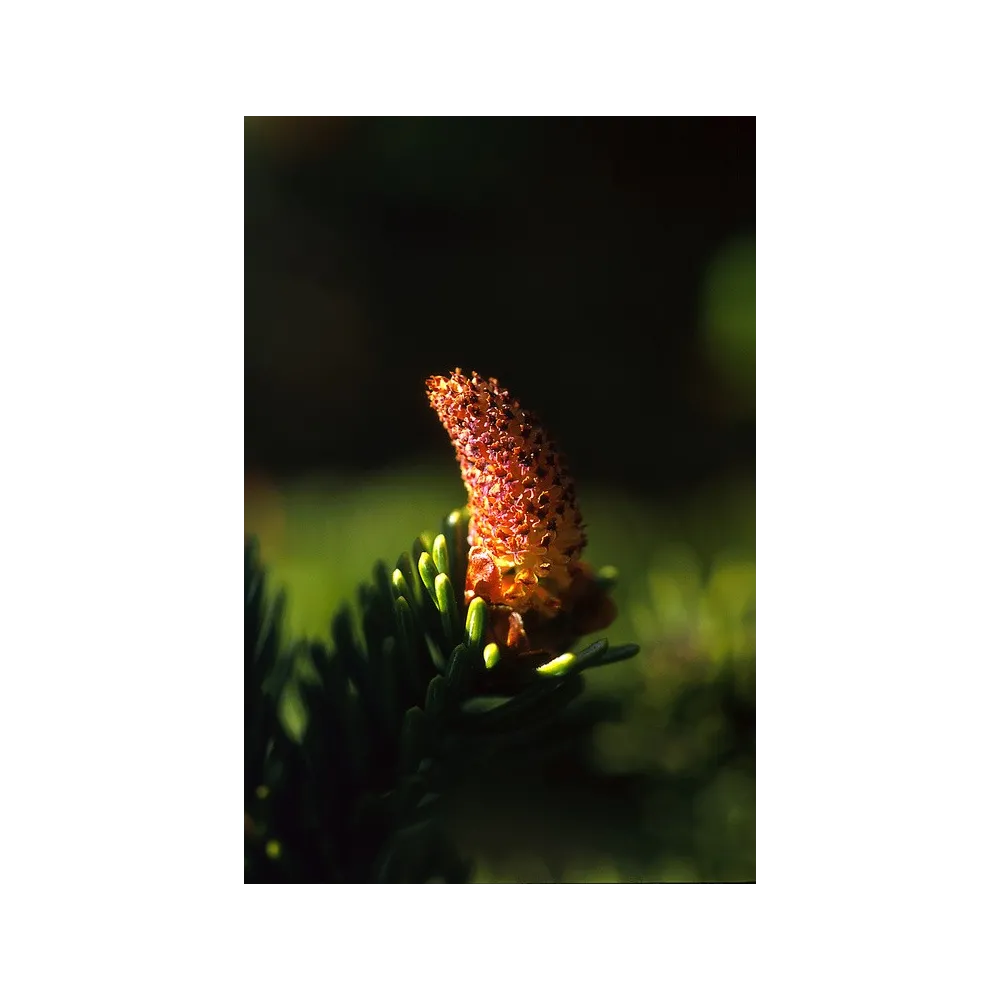 Esencia única de Alaska - Polen de pícea de Sitka (Picea sitchensis) 7,4 ml