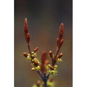 Esencia única de Alaska -...