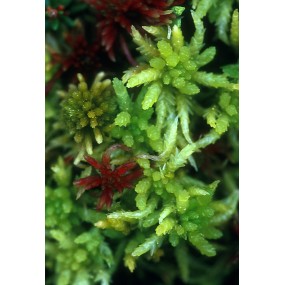 Esencia única Alaska - Musgo de Sphagnum (Sphagnum sp.) 7,4 ml