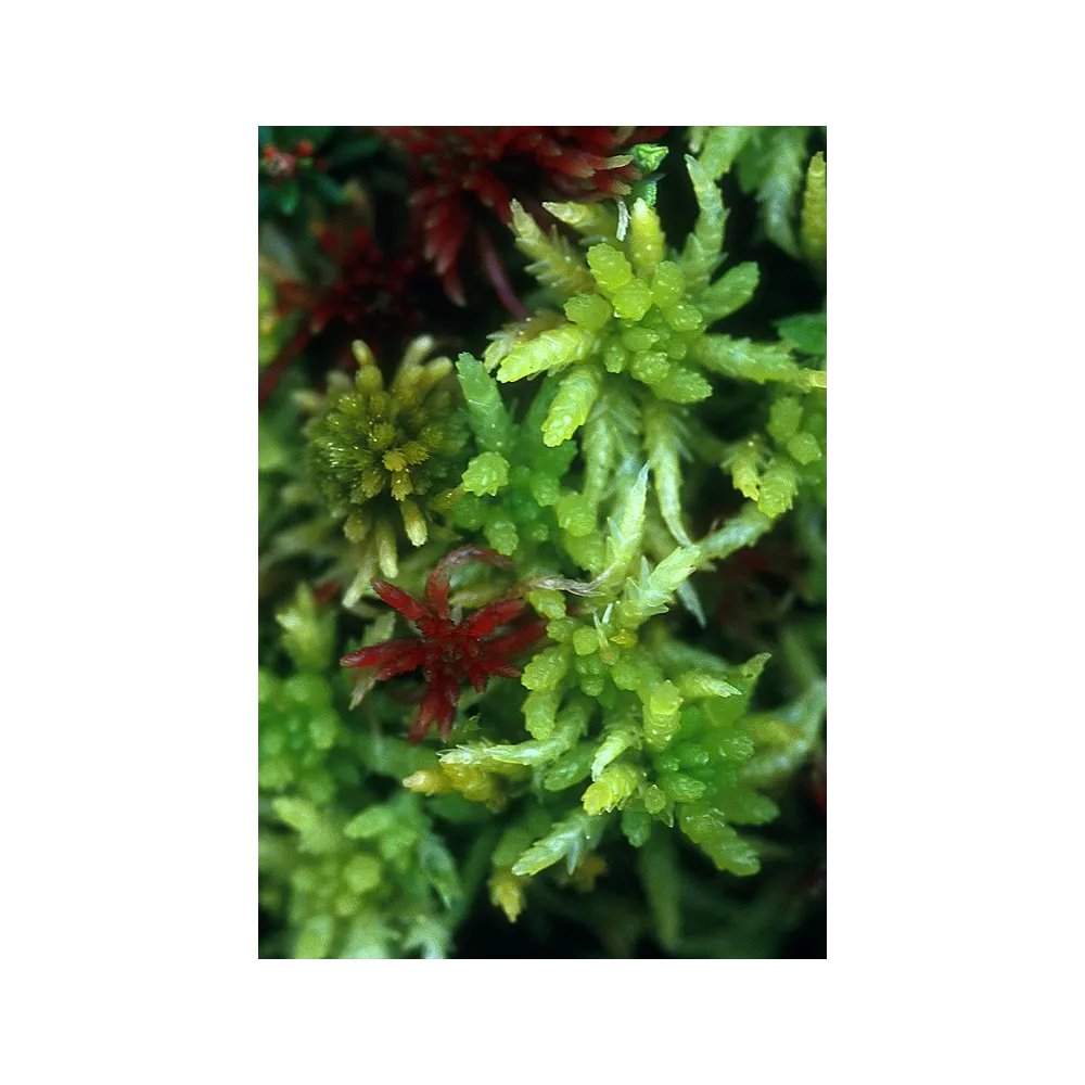 Esencia única de Alaska - Musgo Sphagnum (Sphagnum sp.) 7,4 ml