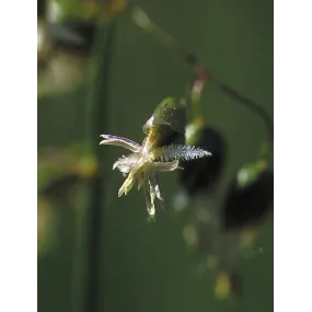 Essence simple Alaska -...