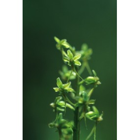Alaska Single Essence - Tundra Listère (Listera cordata) 7,4 ml