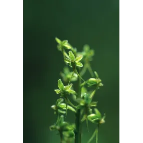Alaska Single Essence -...