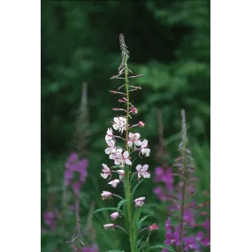 Essence unique d'Alaska -...