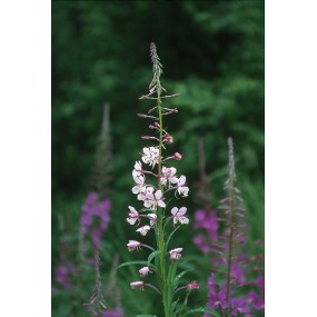 Essenza Singola dell'Alaska - White Fireweed (Epilobium angustifolium) 7,4 ml