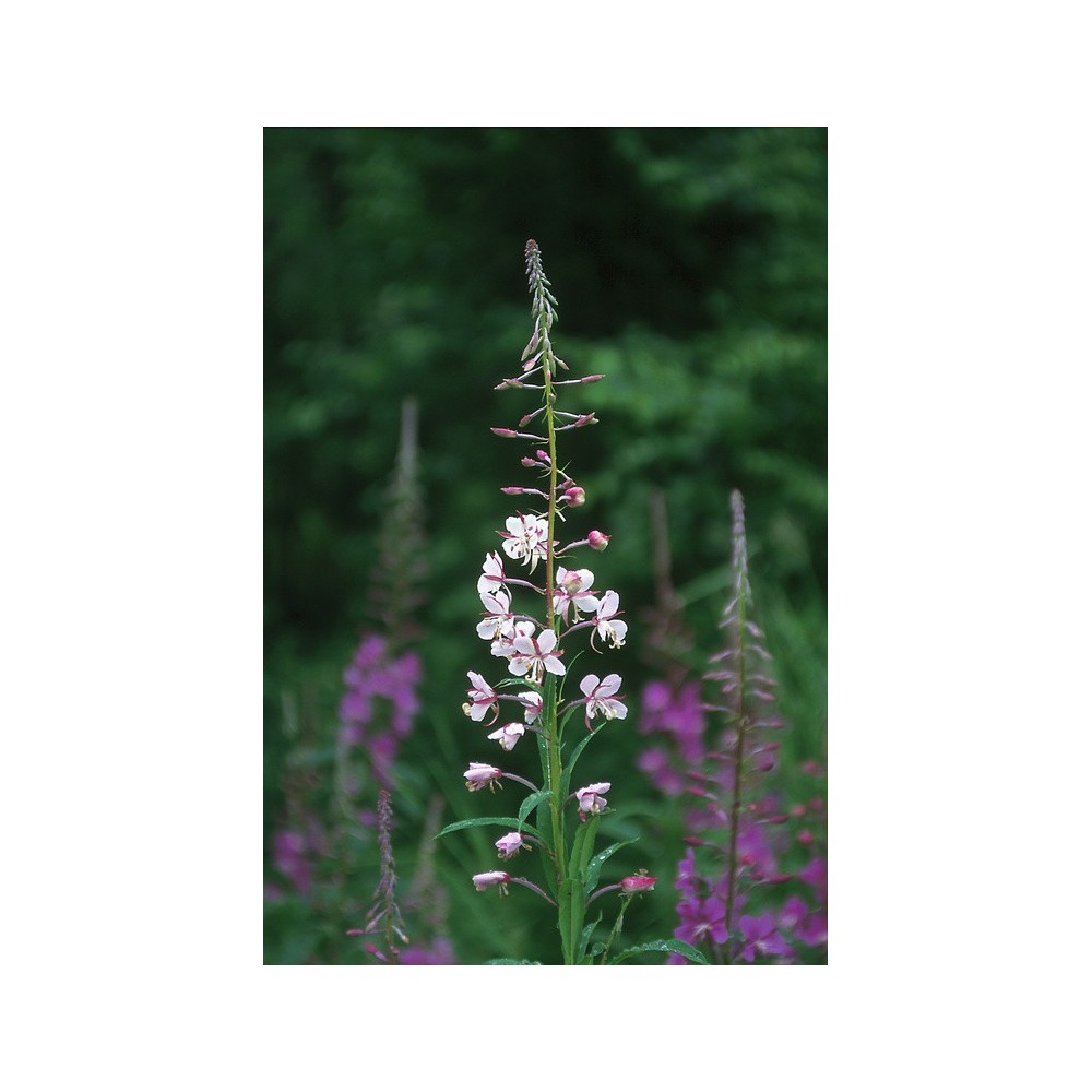 Alaska Single Essence - White Fireweed (Epilobium angustifolium) 7.4 ml
