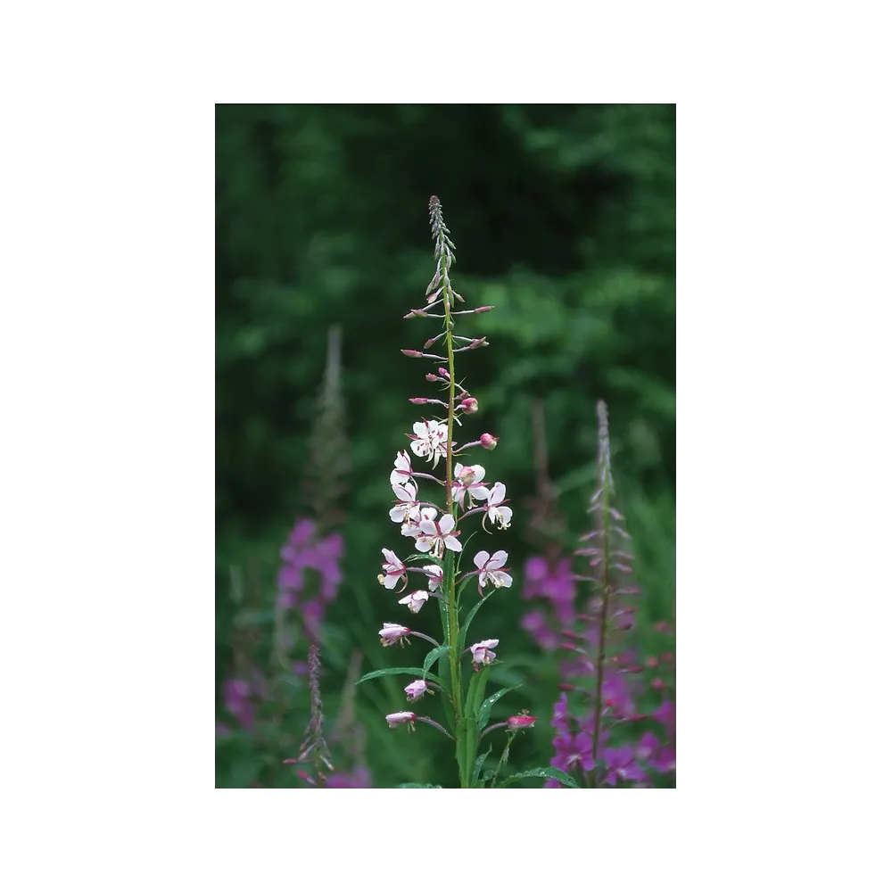 Essence unique d'Alaska - Épilobe blanche (Epilobium angustifolium) 7,4 ml