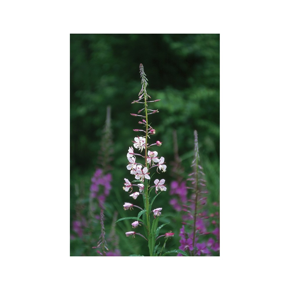 Essenza Singola dell'Alaska - White Fireweed (Epilobium angustifolium) 7,4 ml