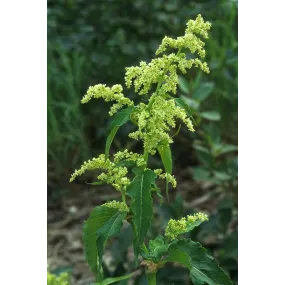 Esencia única de Alaska -...