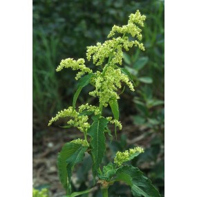 Essenza Singola dell'Alaska - Wild Rhubarb (Polygonum alaskanum) 7,4 ml