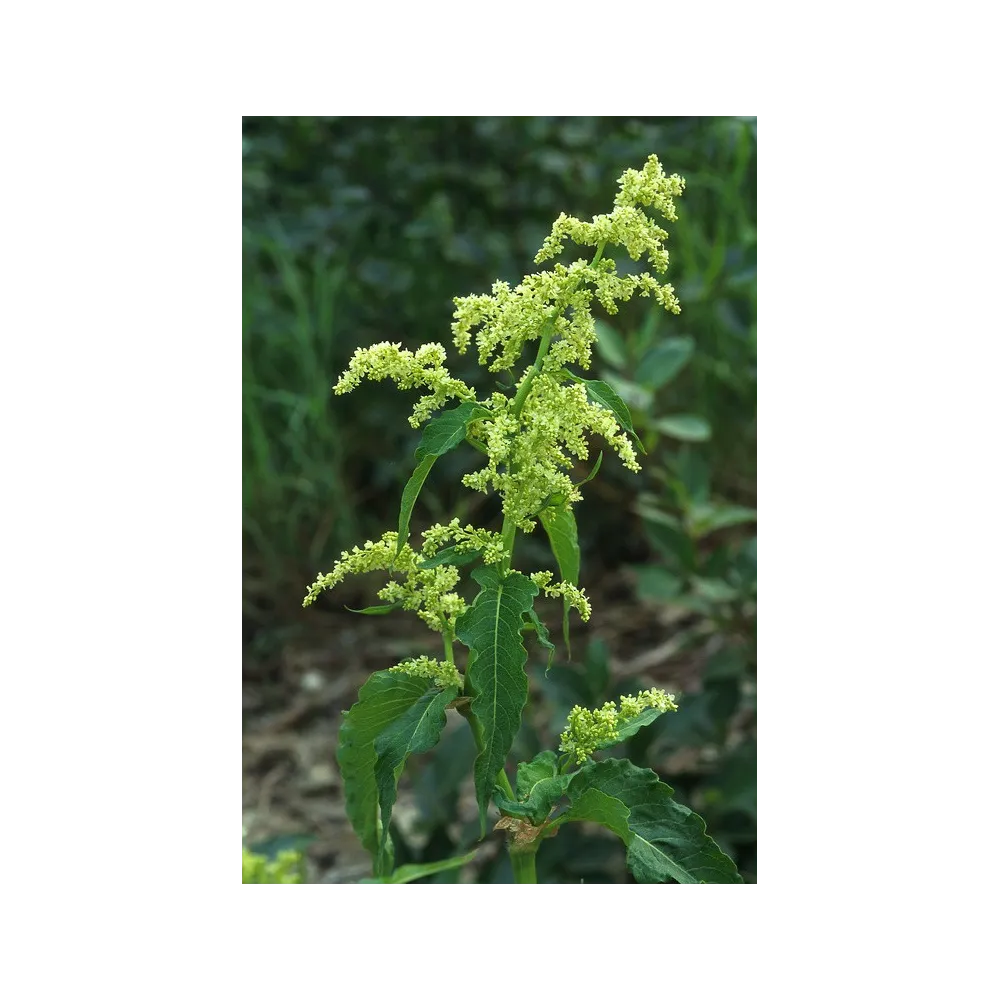 Esencia única de Alaska - Ruibarbo salvaje (Polygonum alaskanum) 7,4 ml